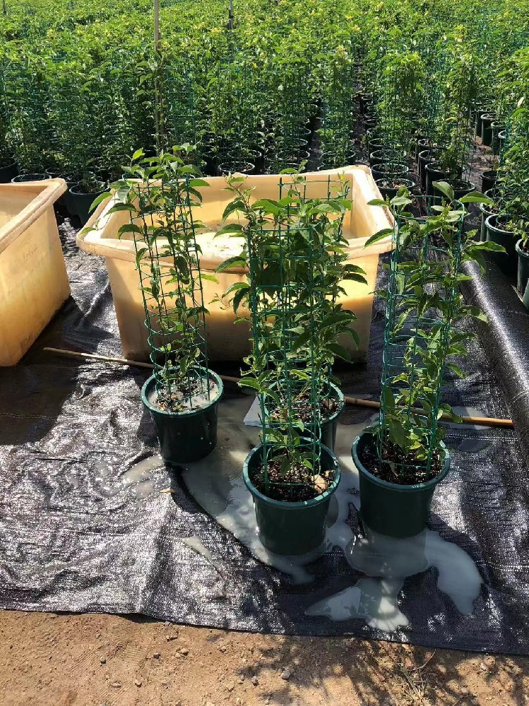 三星果藤 洗根图