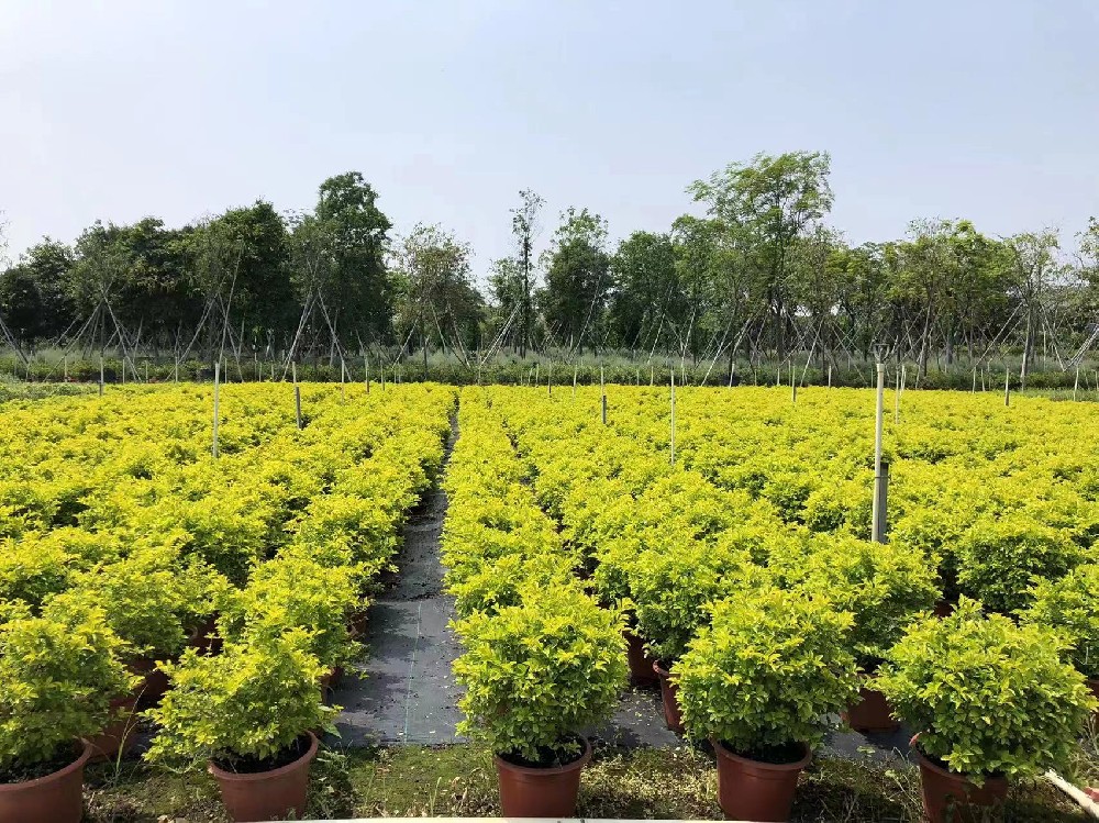 专供出口的各类草花