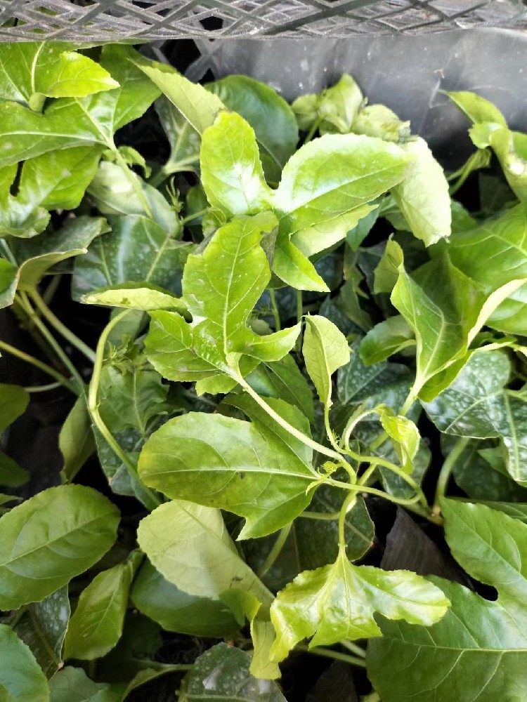 出口老挝百香果苗